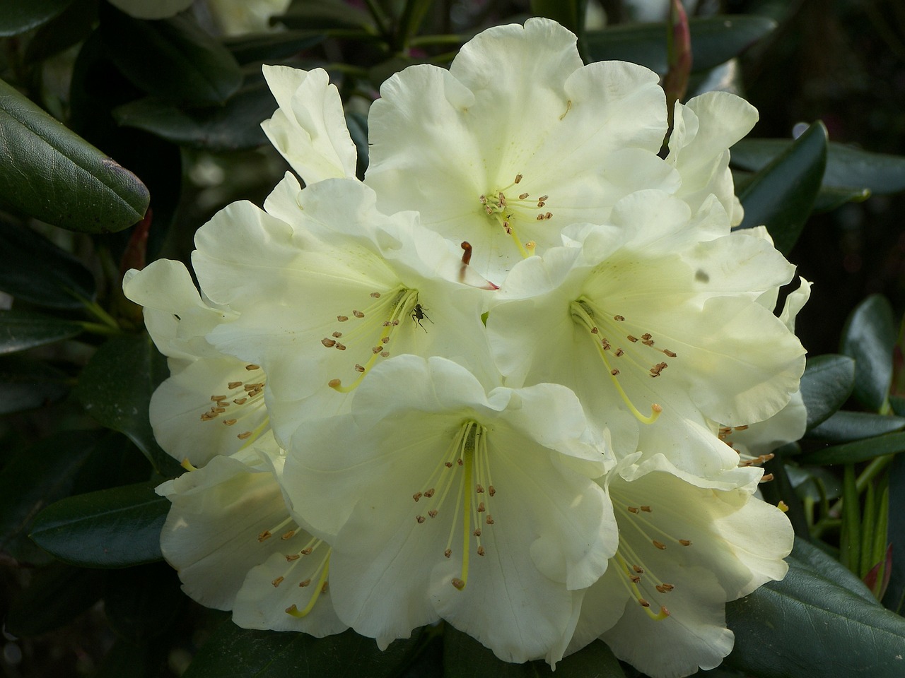 yellow rhododendron spring flower free photo