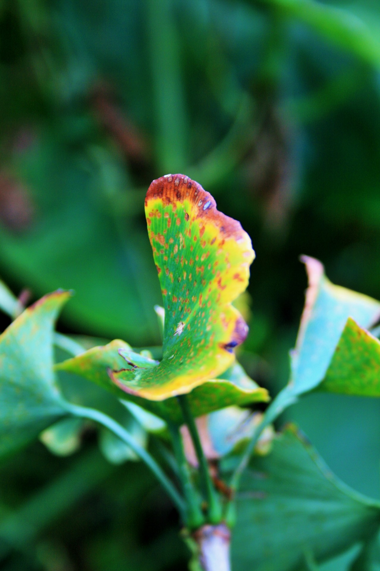 ginkgo biloba leaf green free photo
