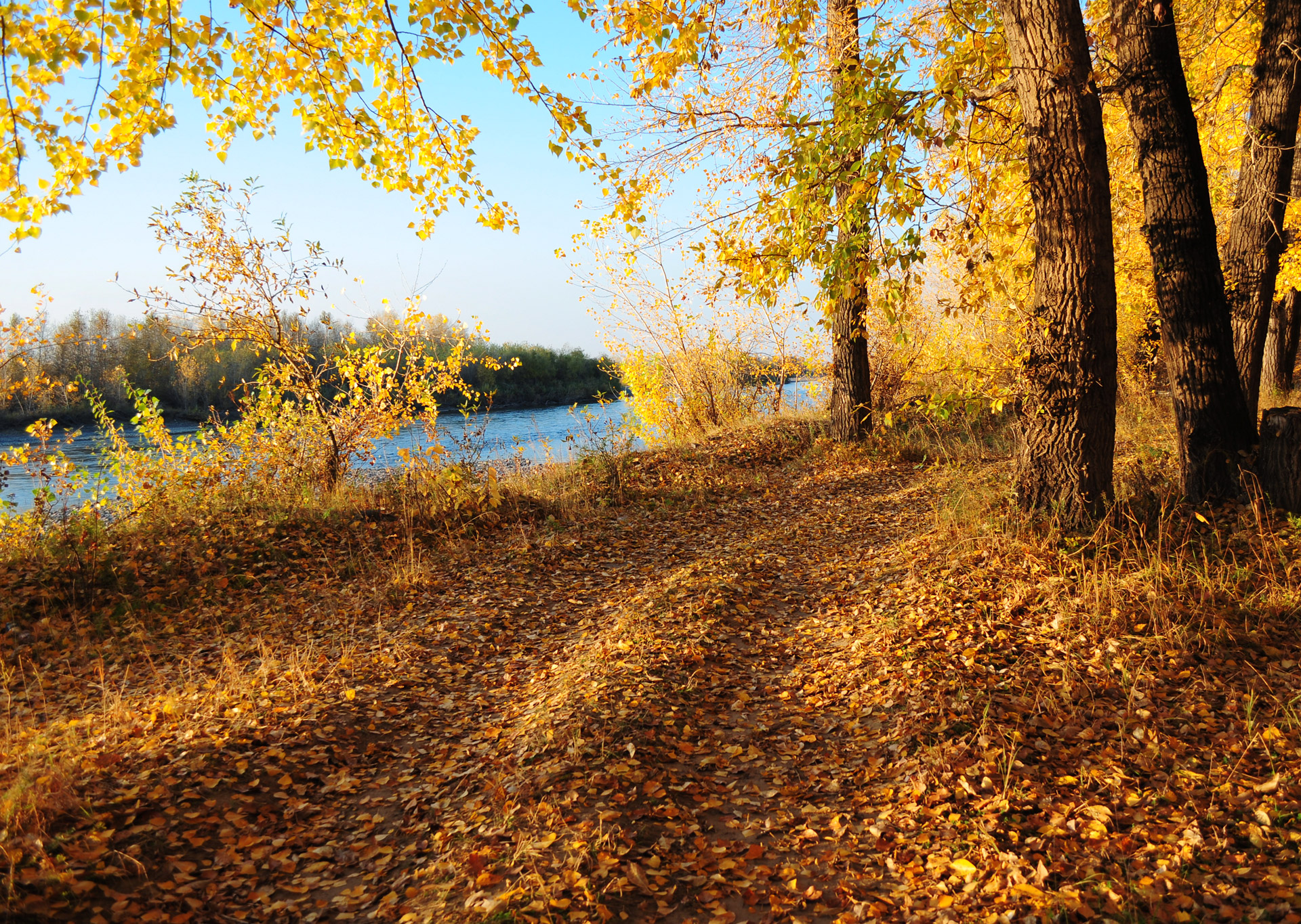 autumn landscape forest free photo