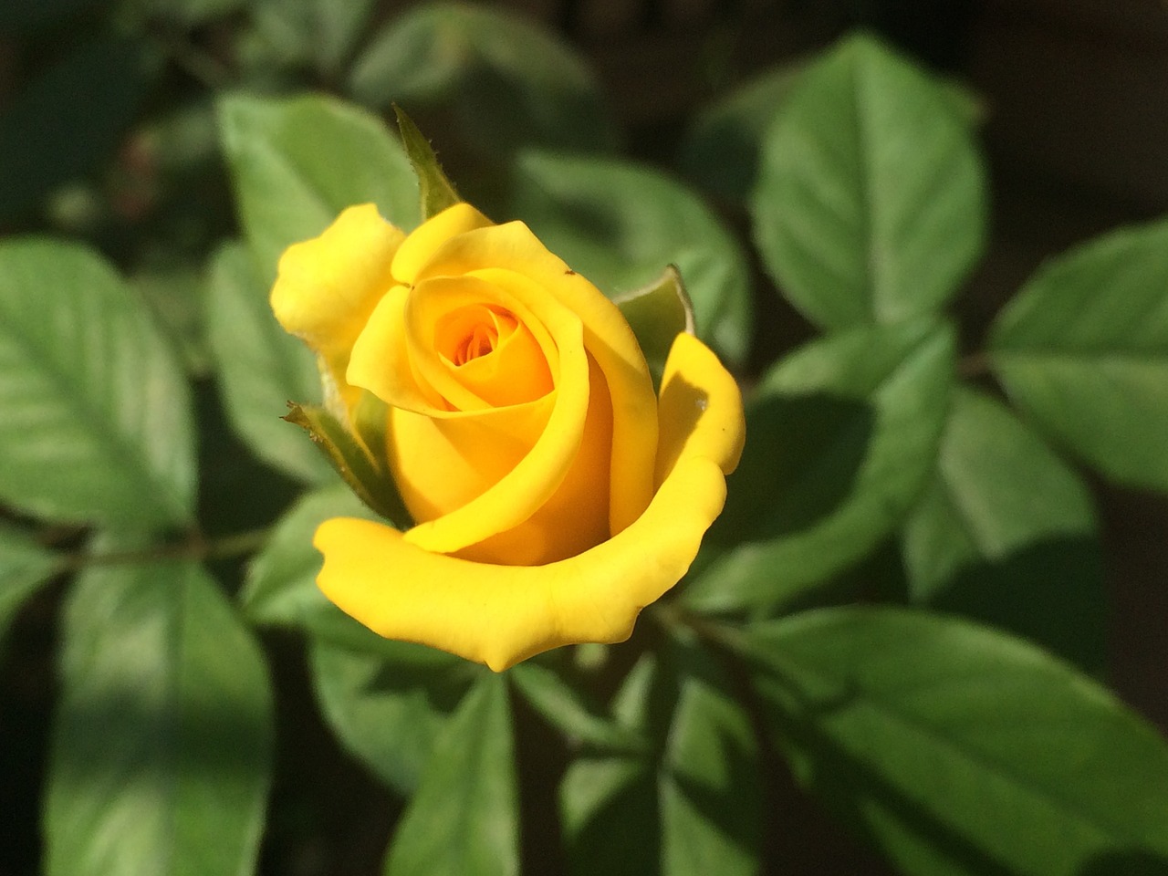 rose yellow flower free photo