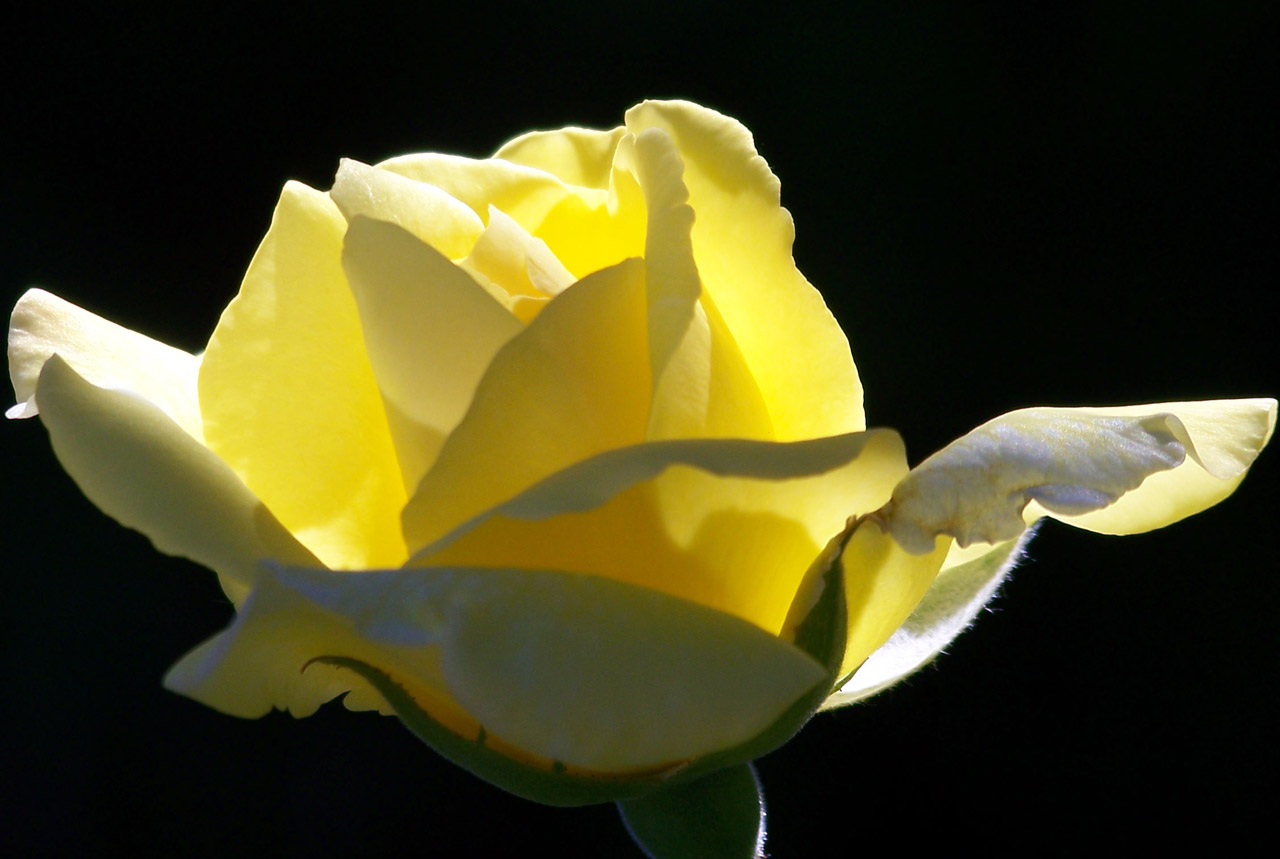 yellow rose bloom free photo