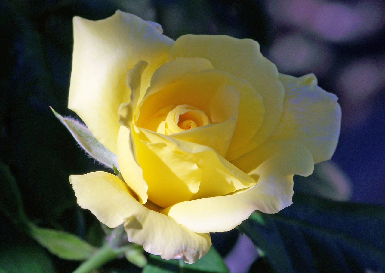 yellow rose bloom free photo