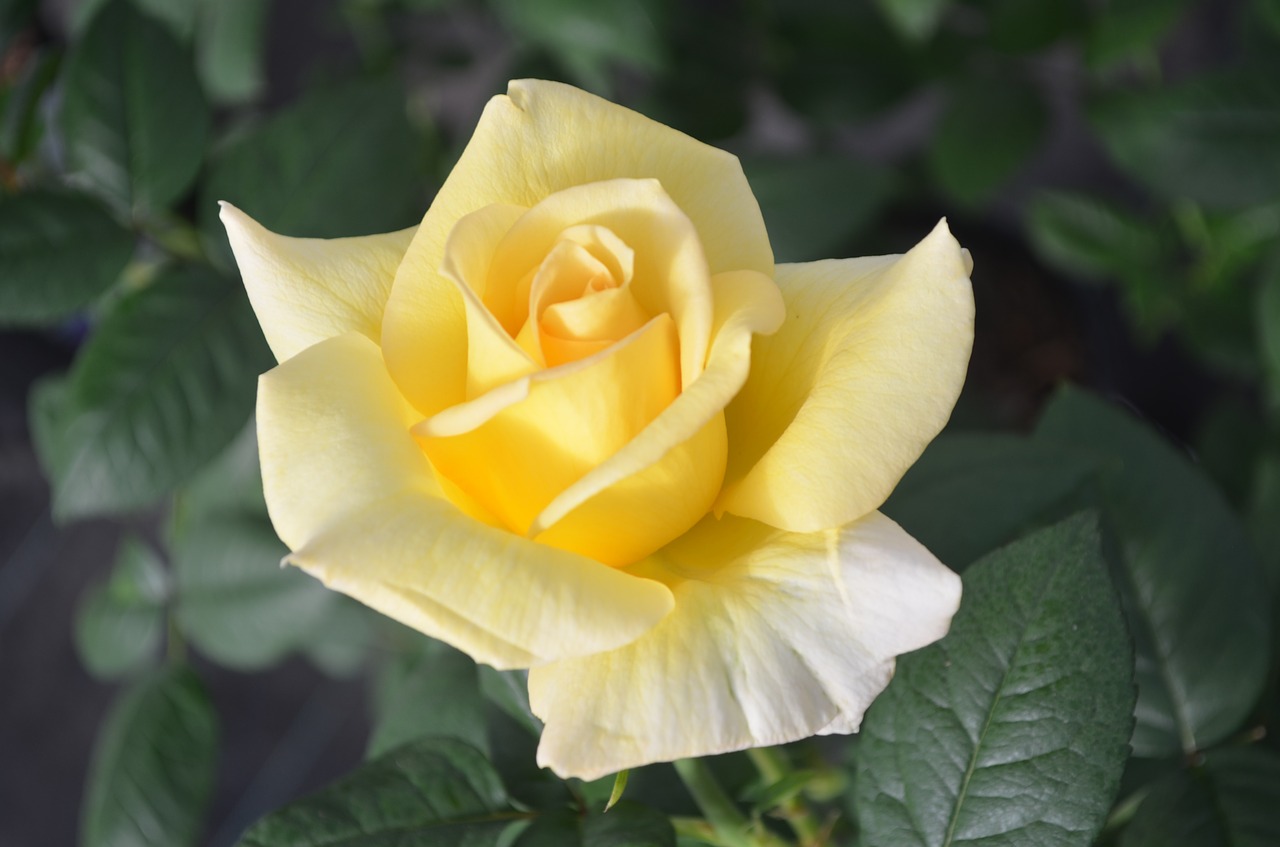 yellow rose rose horticulture free photo