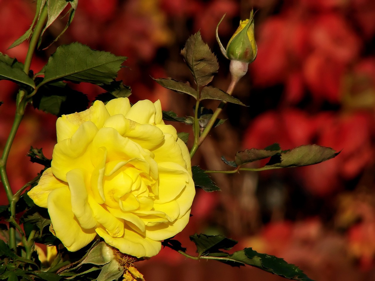 yellow rose rose yellow free photo