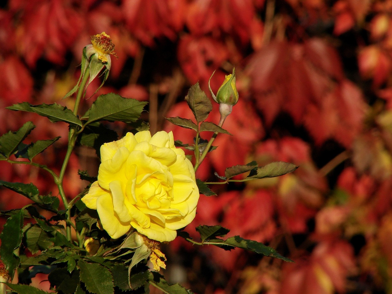 yellow rose rose yellow free photo