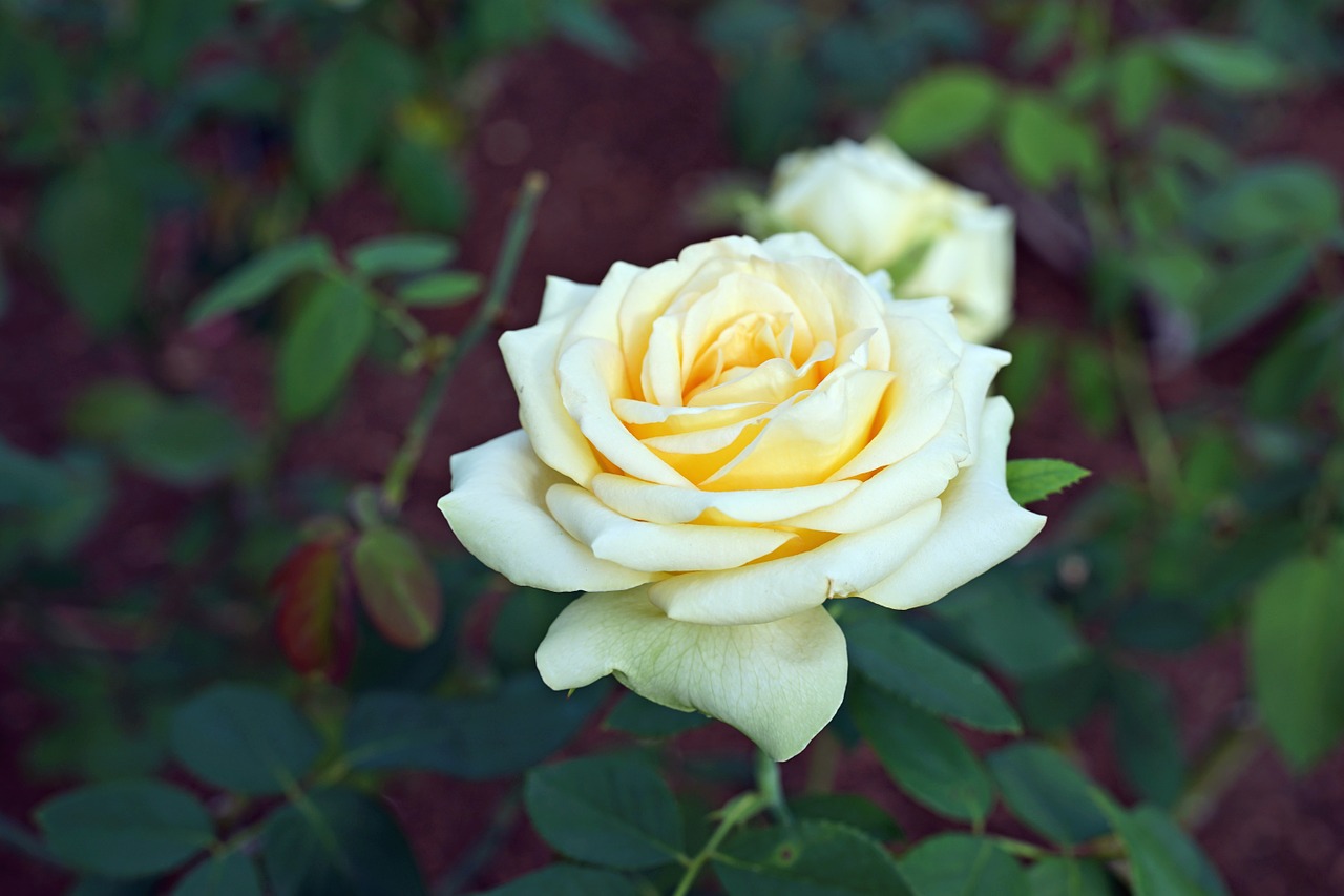yellow rose flower garden free photo