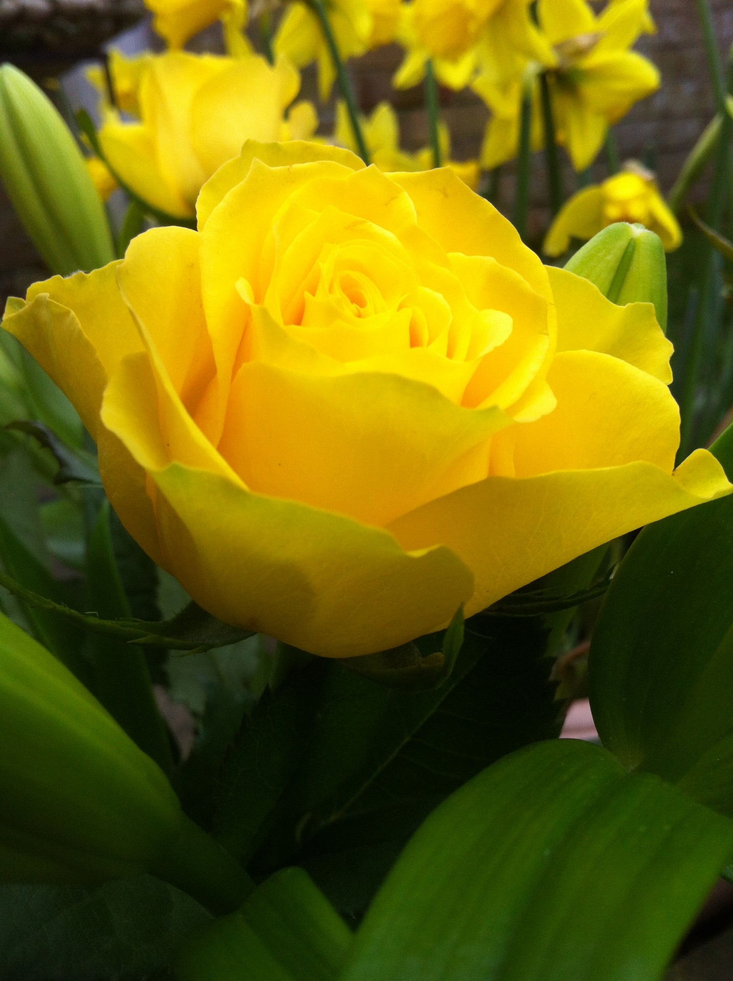 rose yellow flowers free photo