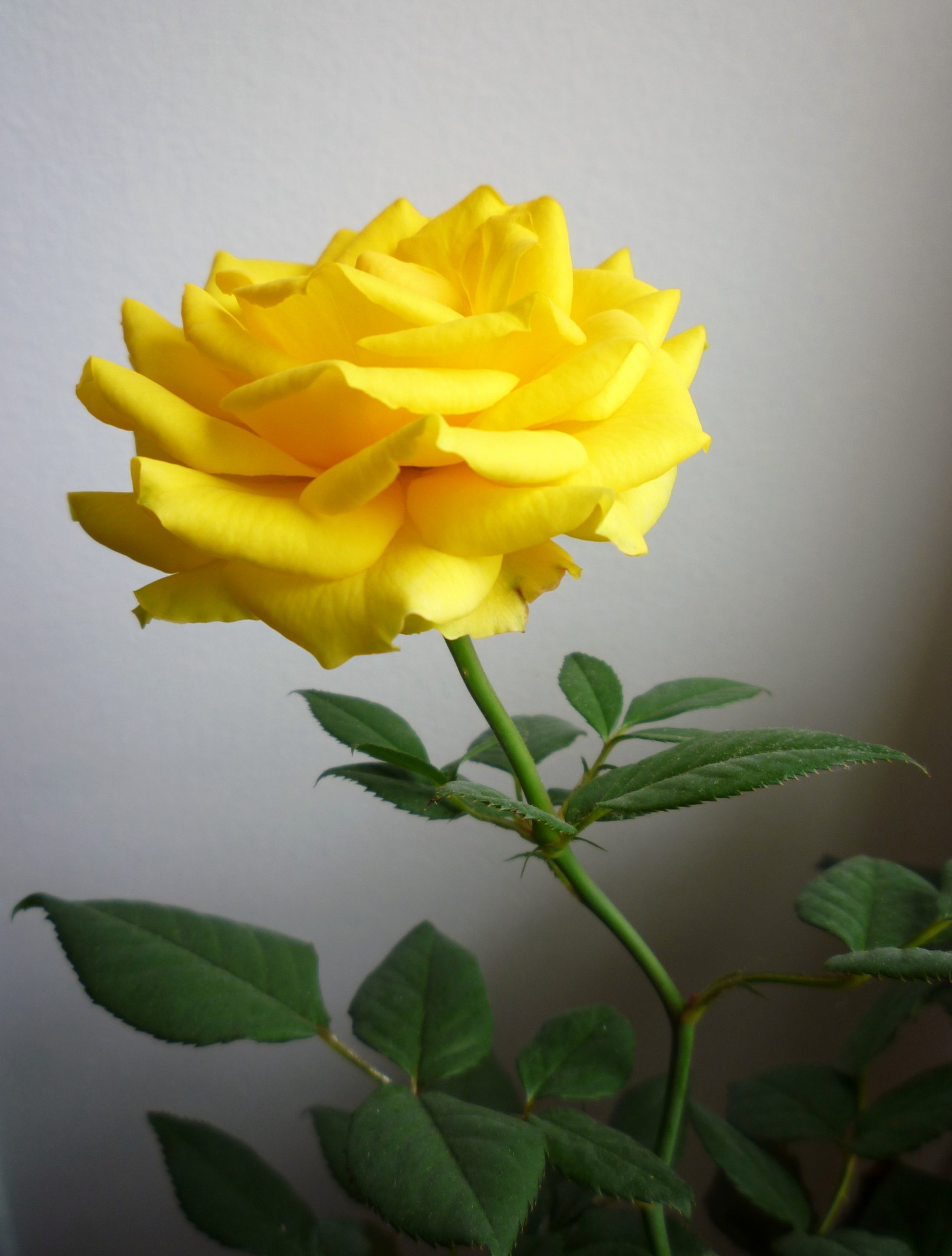 yellow rose green leaves free photo