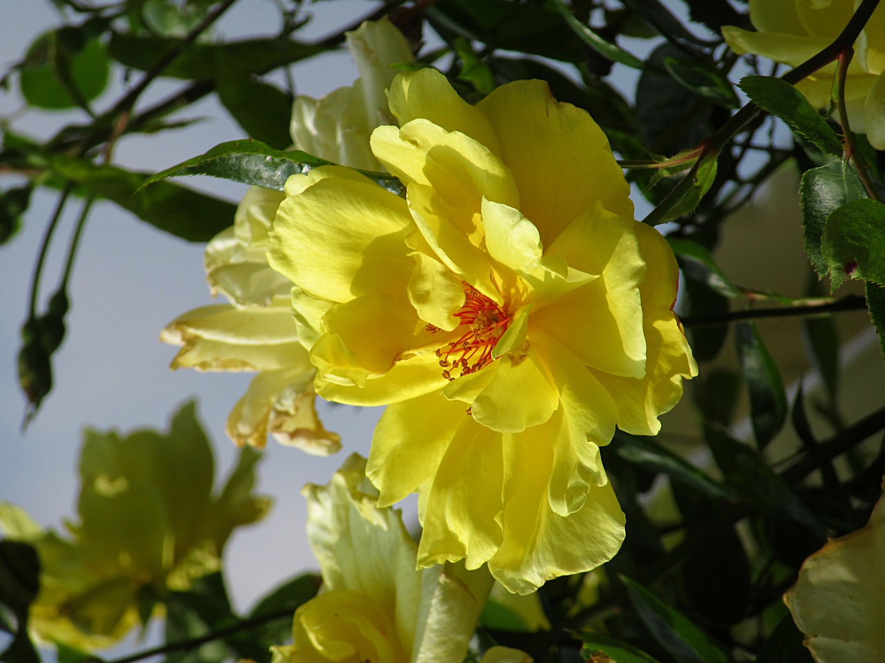 yellow rose rose rambler free photo