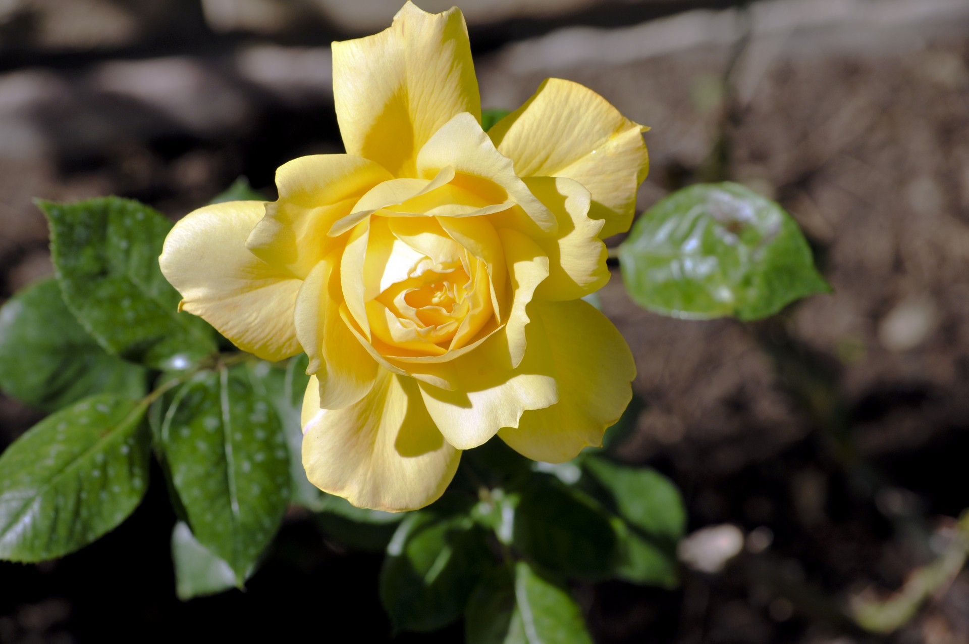 rose yellow flower free photo