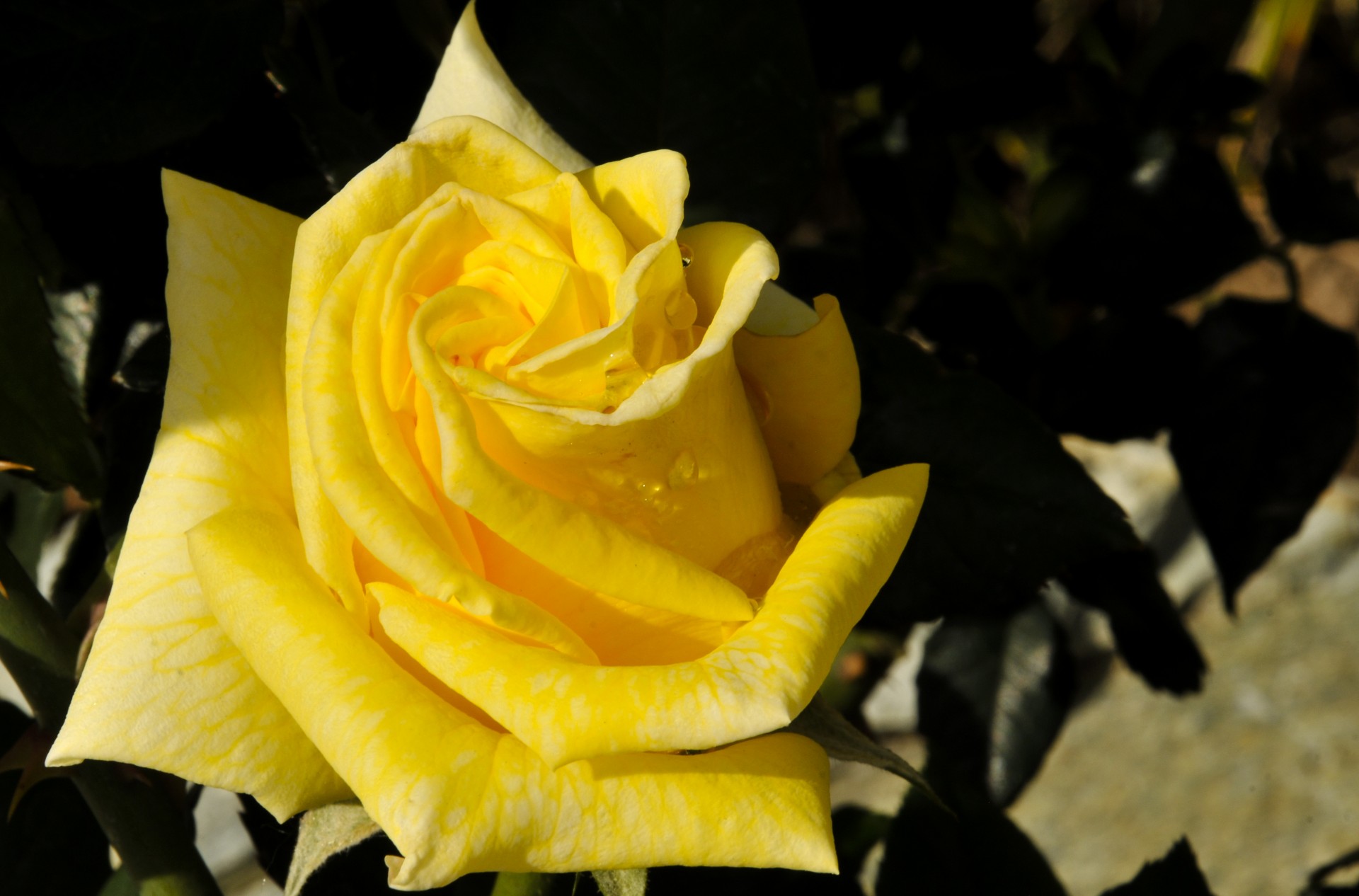 rose yellow close-up free photo