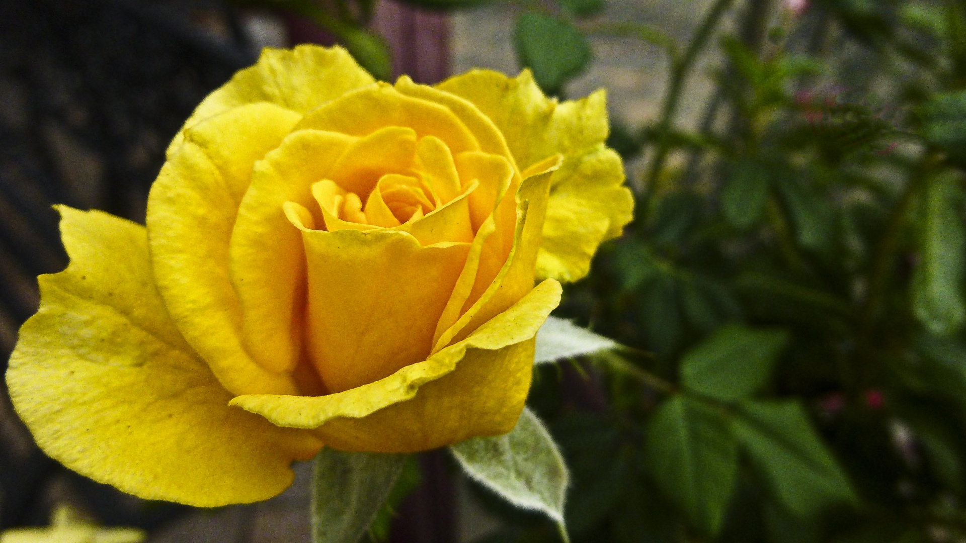 rose yellow single free photo