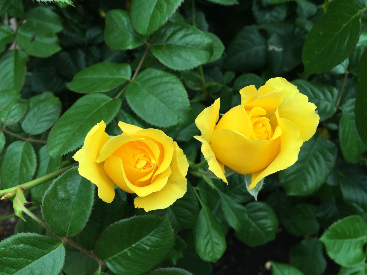 yellow rose rose bush bush free photo