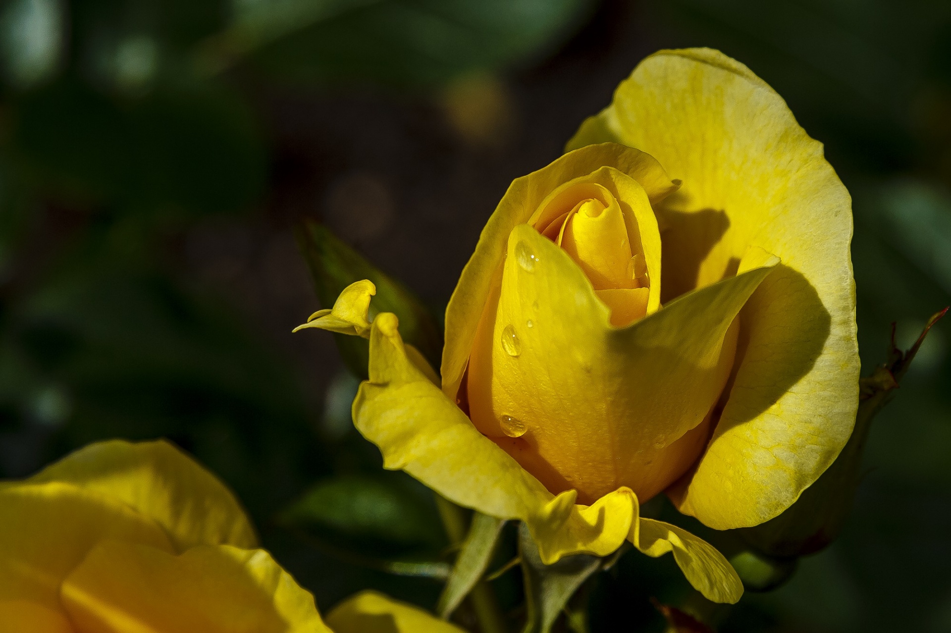 rose yellow flower free photo