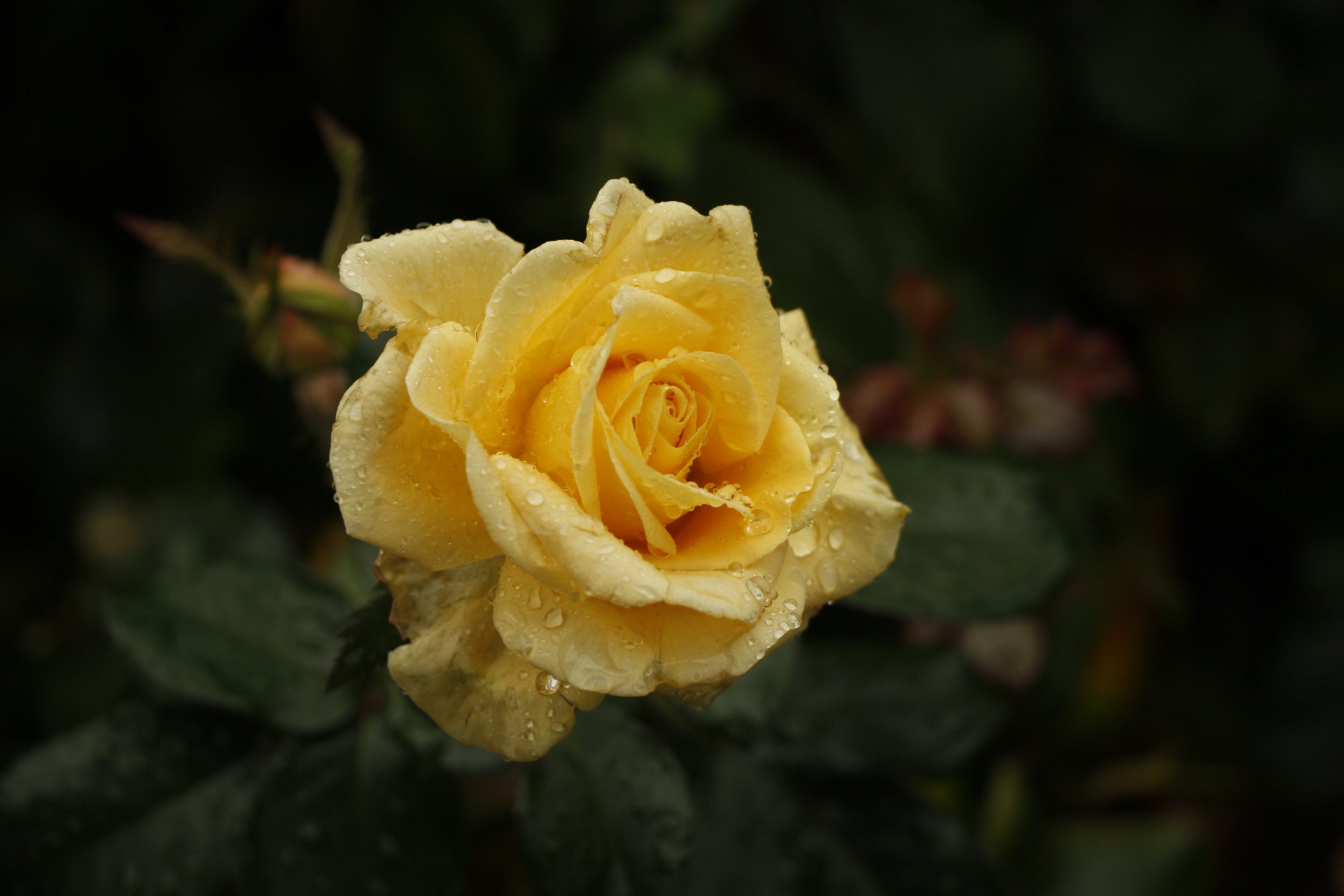 yellow rose yellow rose free photo