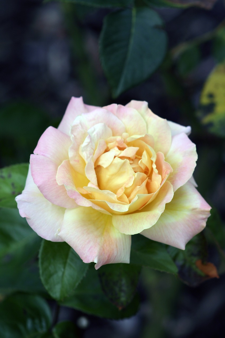 yellow rose flower yellow free photo