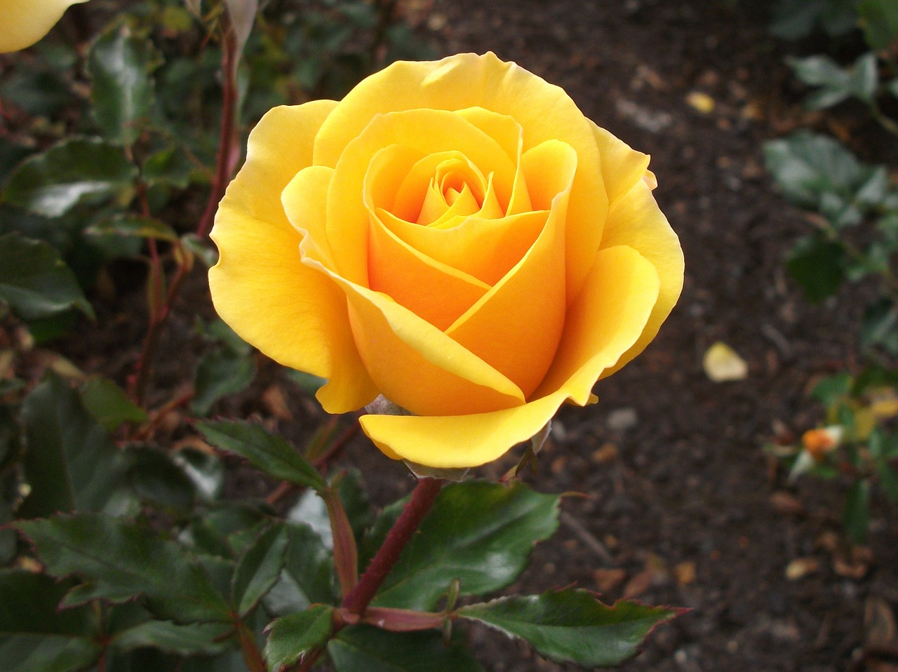 yellow rose flower plant free photo