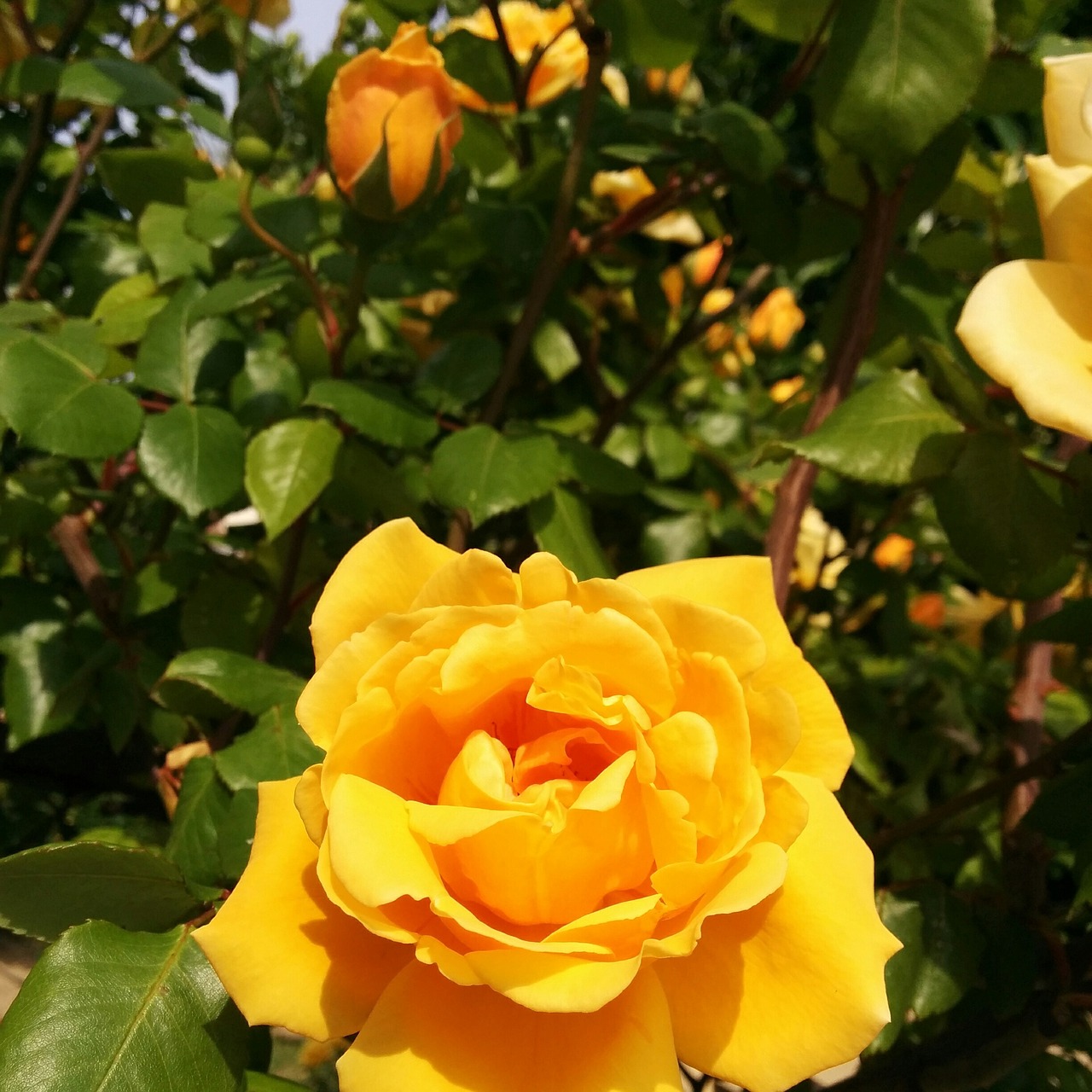 yellow rose rosa roses free photo