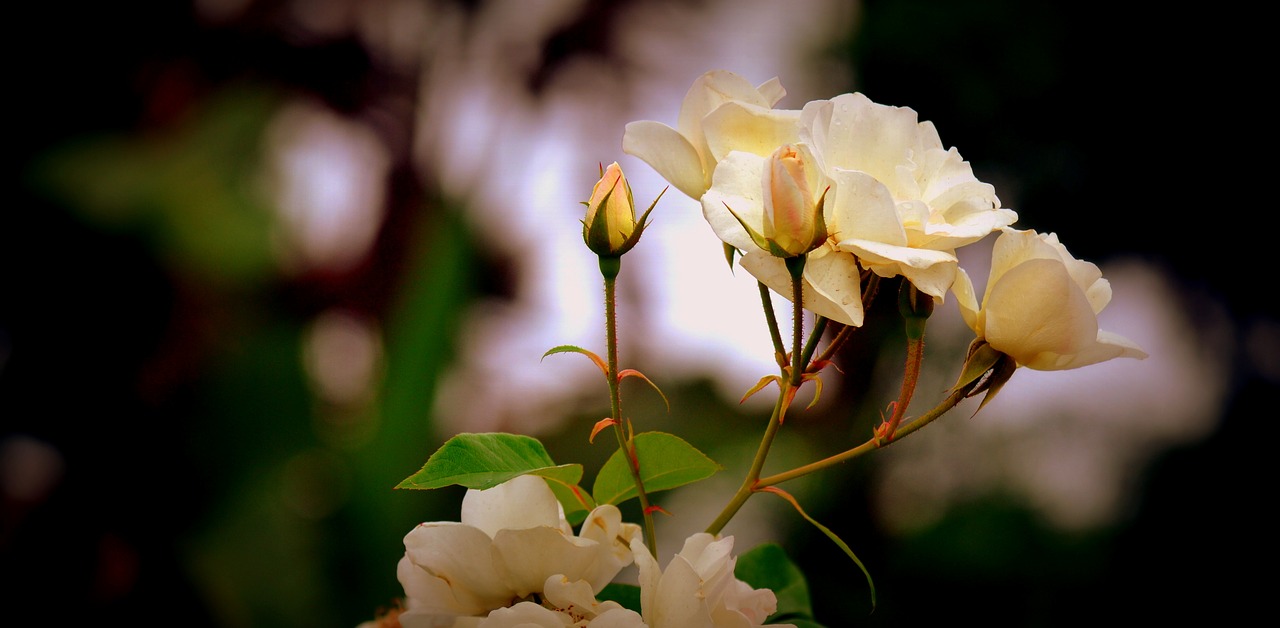 yellow rose bud summer free photo