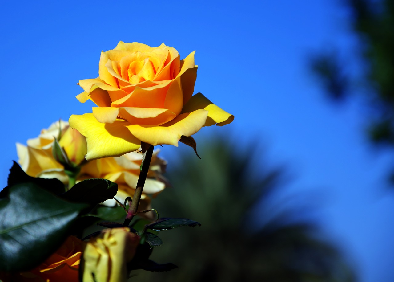 yellow rose fragrant blooming free photo
