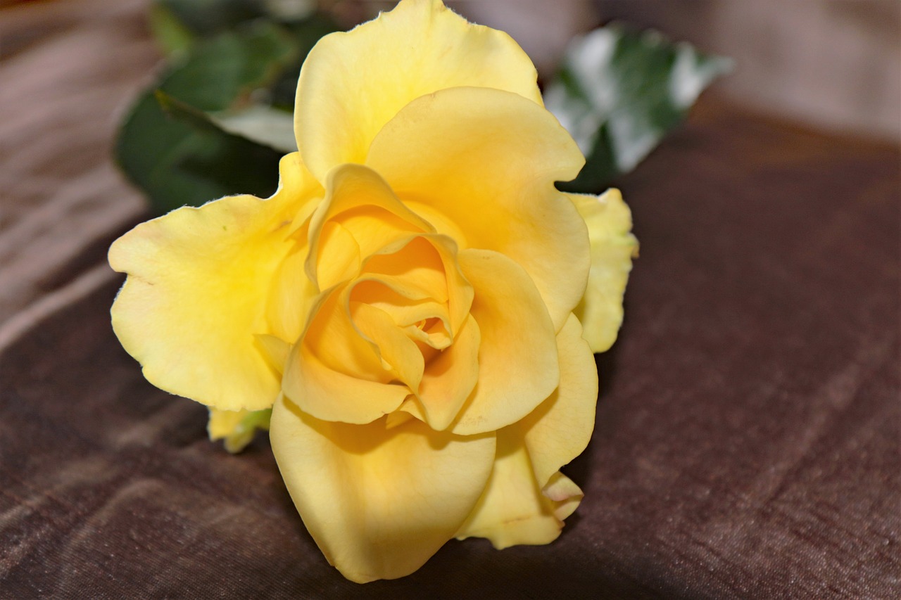 yellow rose flower rose free photo