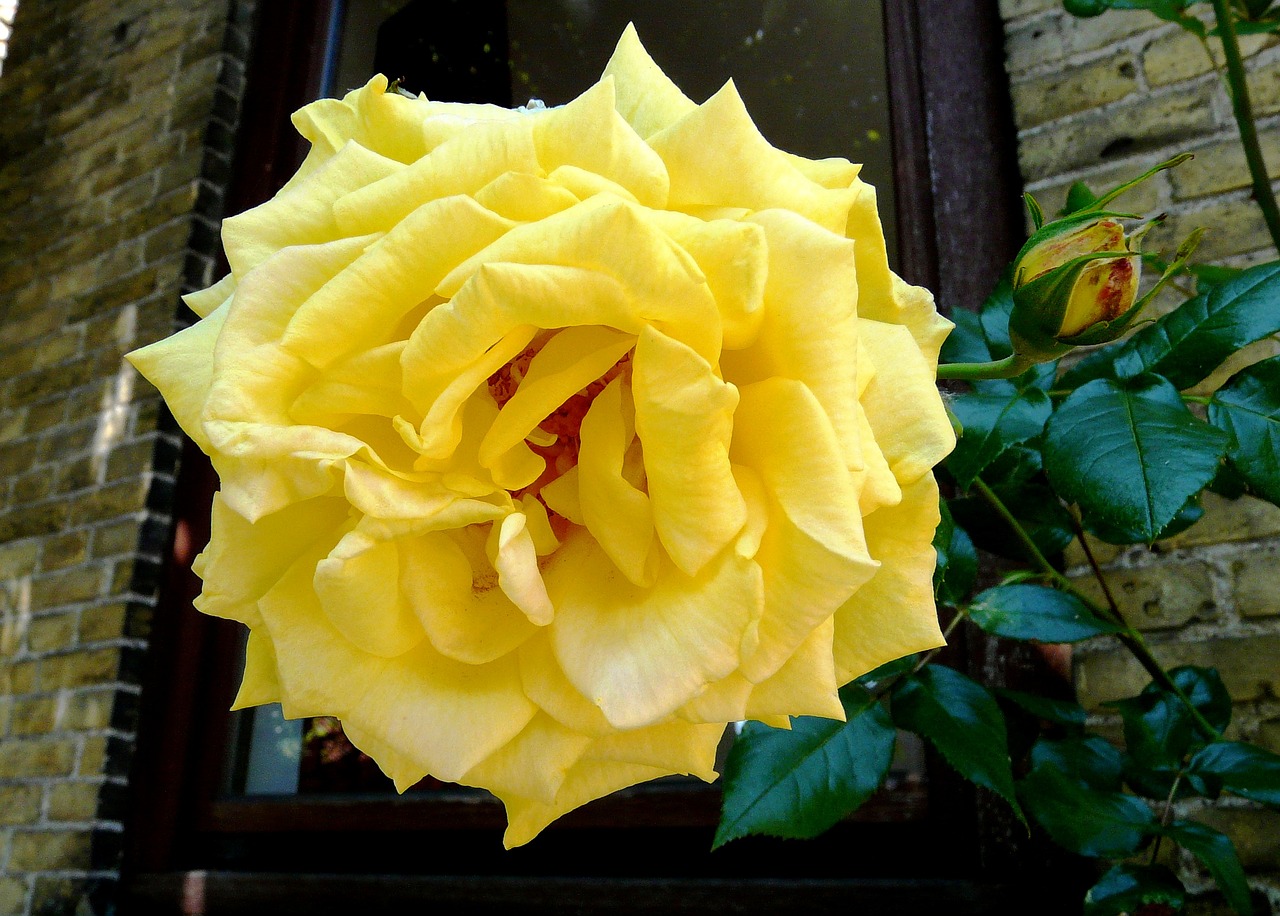 yellow rose flower yellow free photo