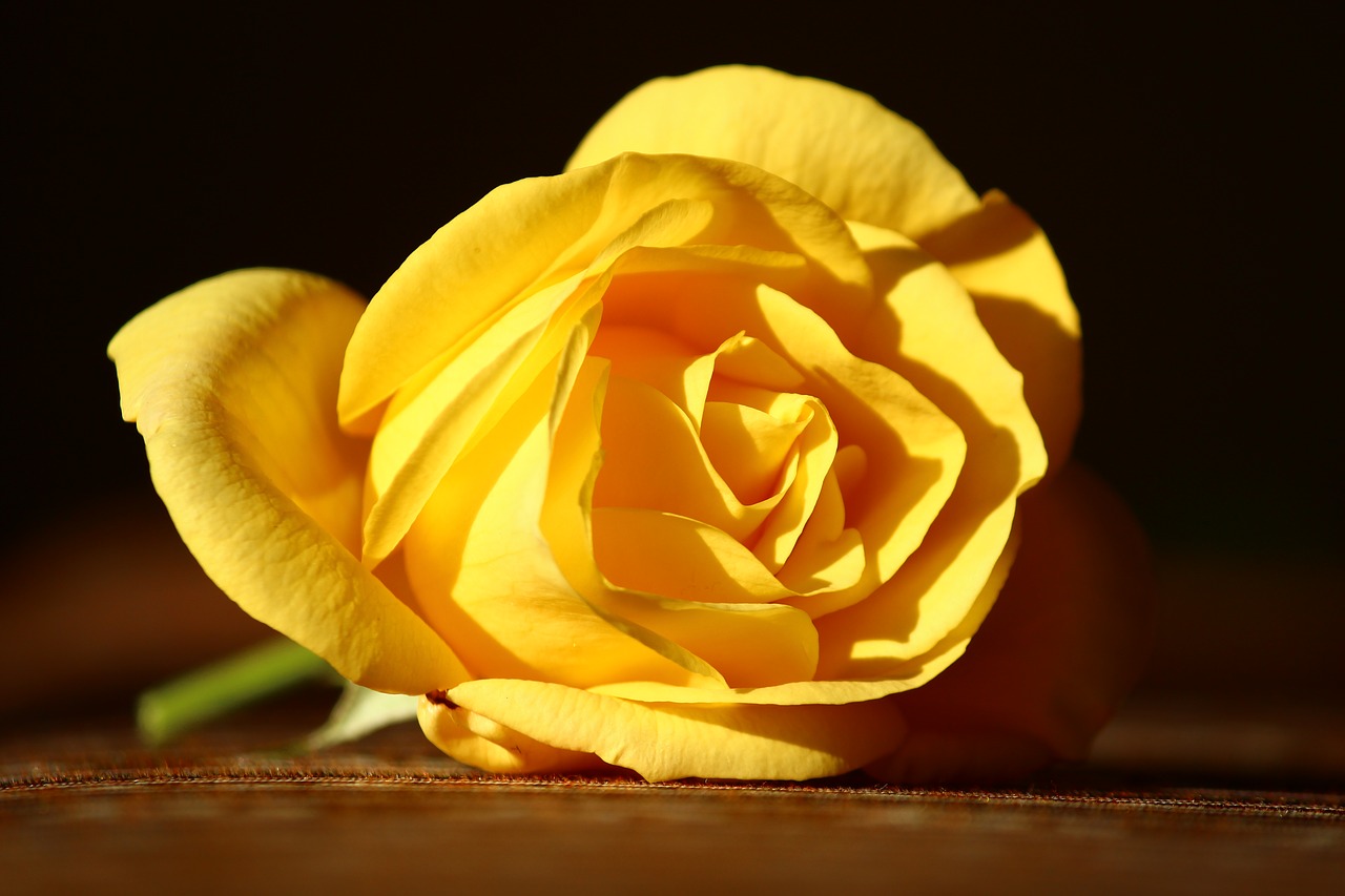 yellow rose innocent beautiful free photo