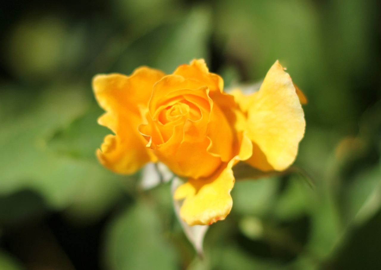 yellow rose garden botanic free photo