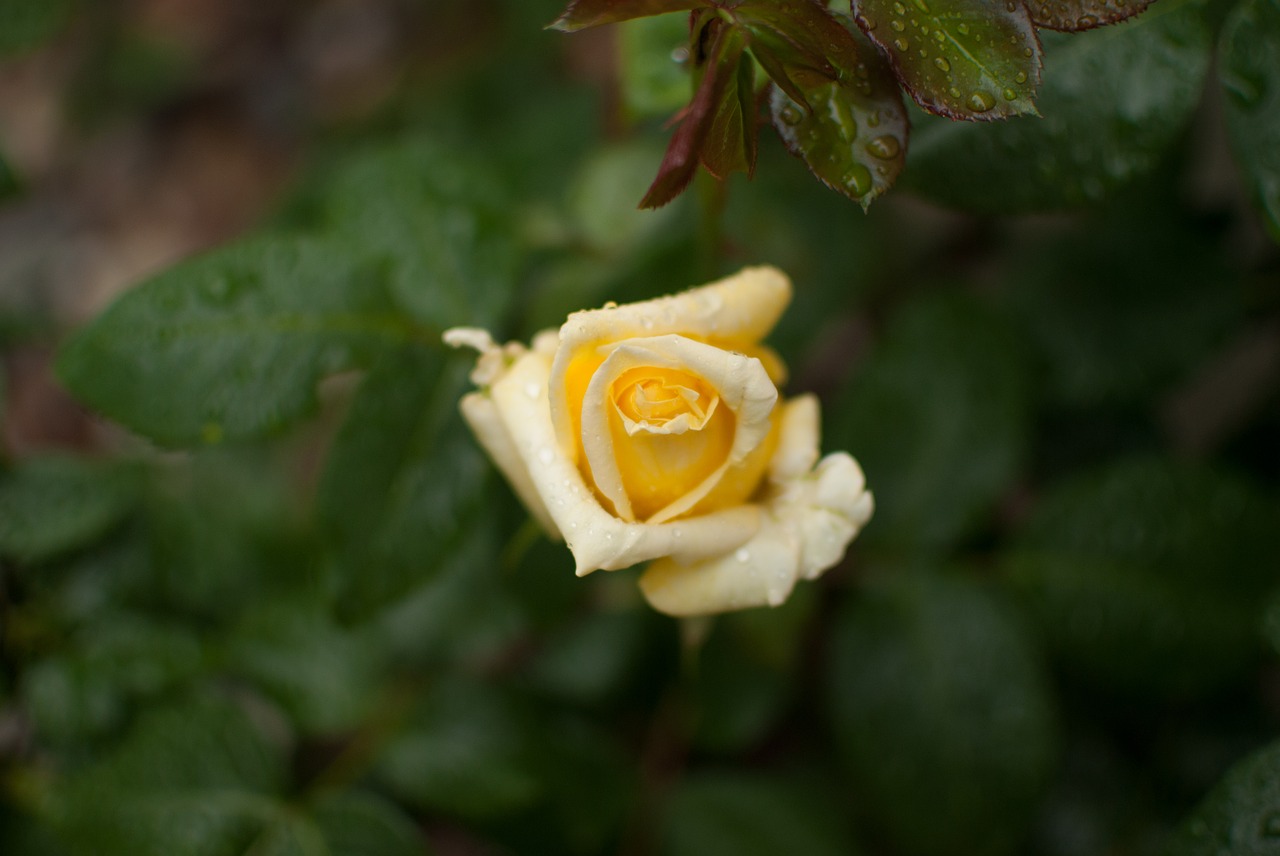 yellow rose rose flower free photo