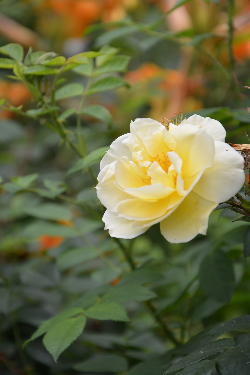 yellow rose rosebush spice free photo