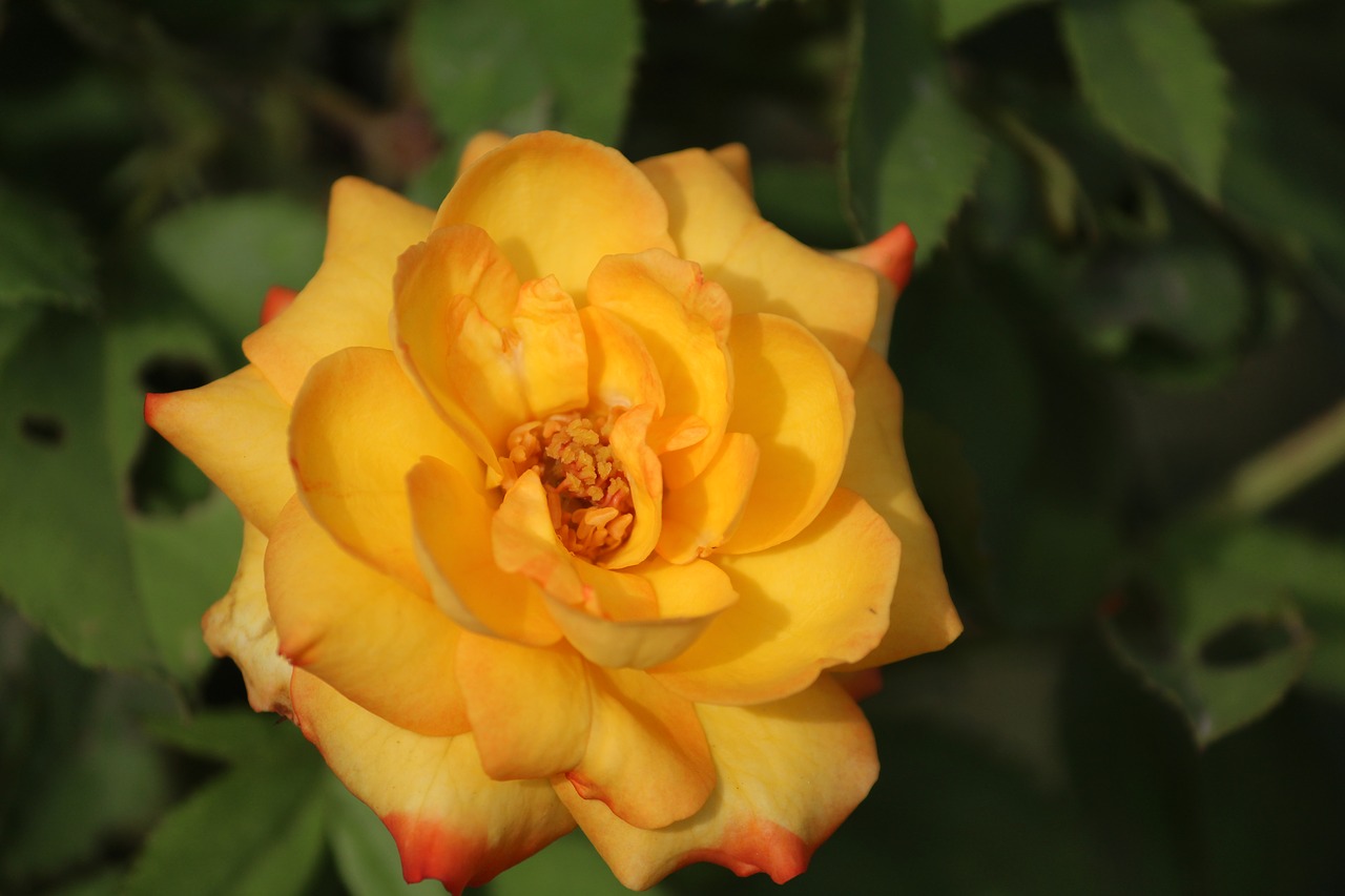 yellow rose rose flower free photo