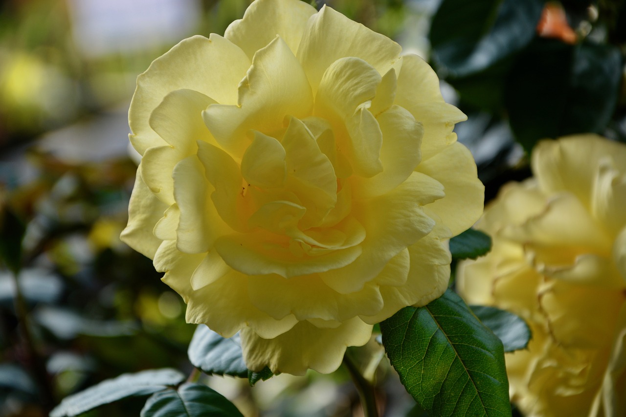 yellow rose nature rosebush free photo