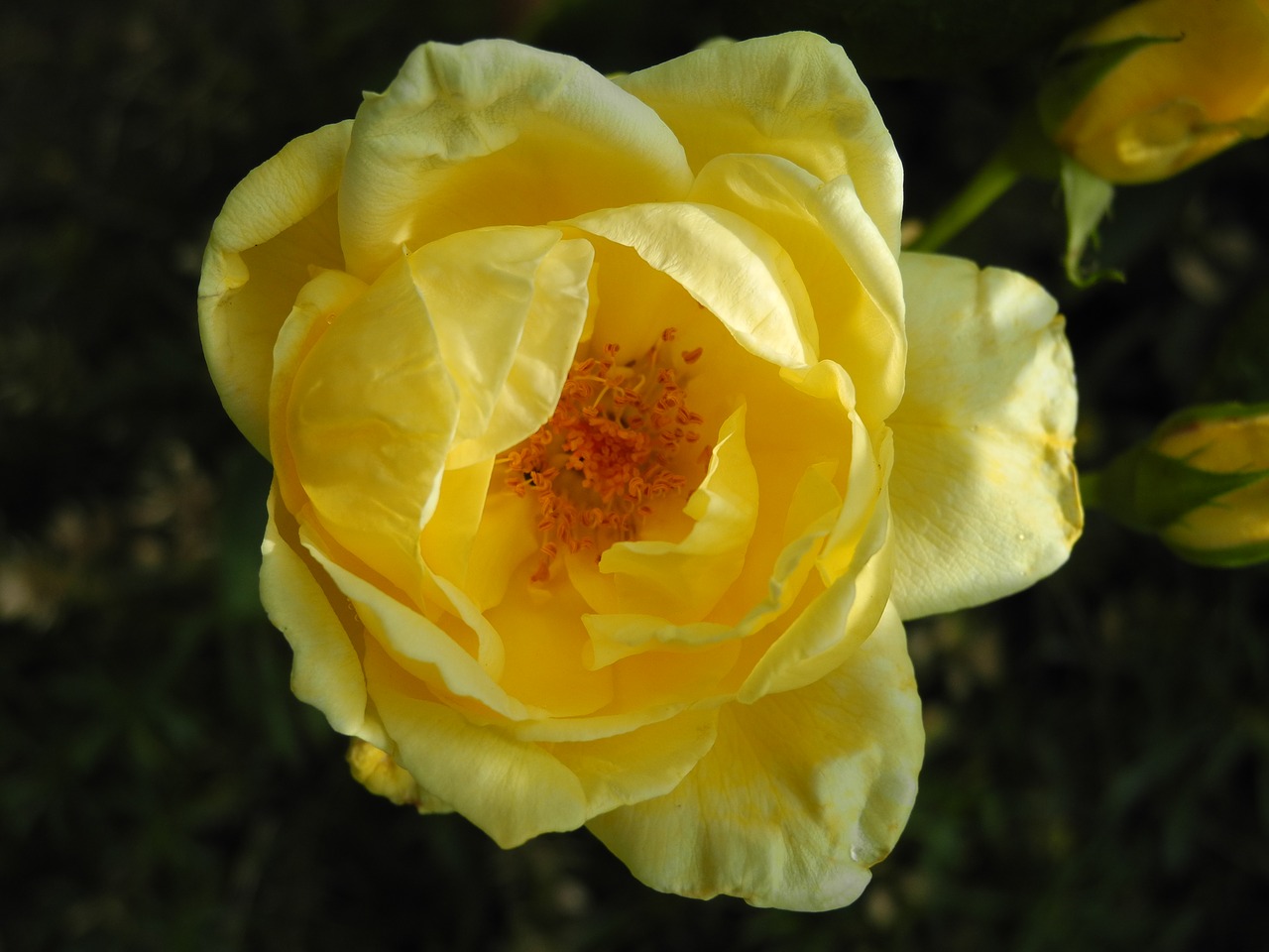 yellow rose petals pistils free photo