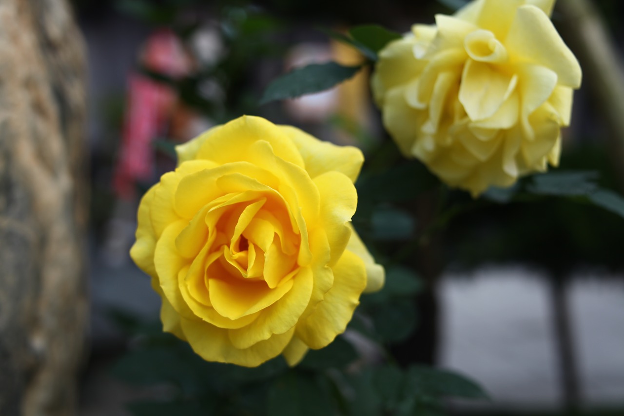 yellow rose yellow roses love free photo