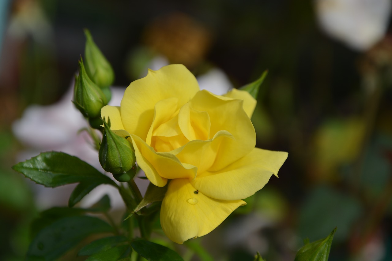 yellow rose rosebuds jardiniere free photo