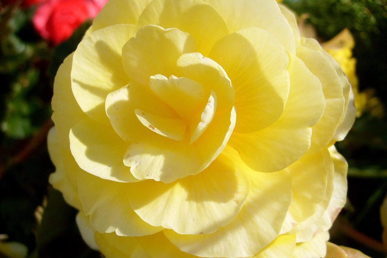 yellow rose rose petals nature free photo