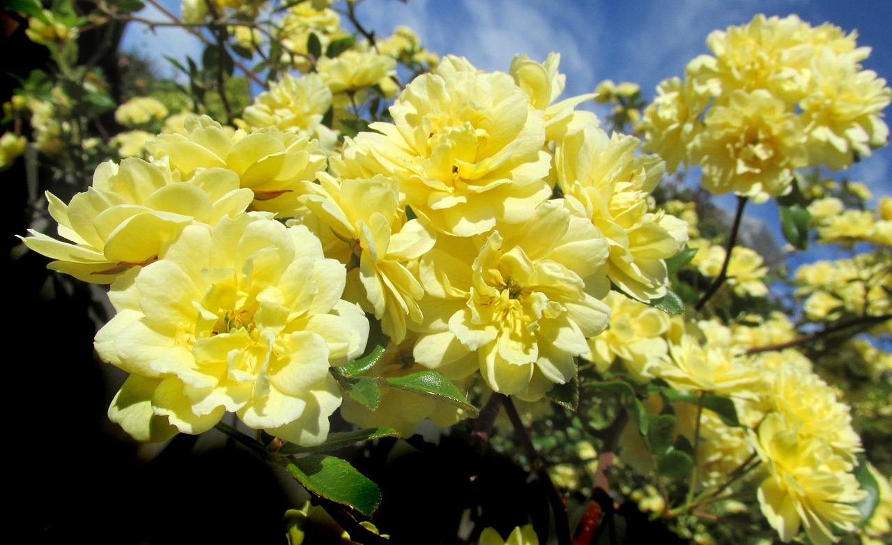 yellow rose climbing flower free photo