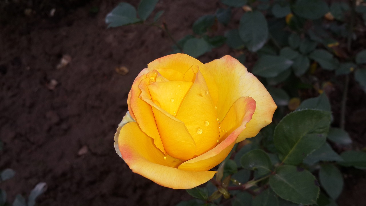 yellow rose beauty of nature flower free photo