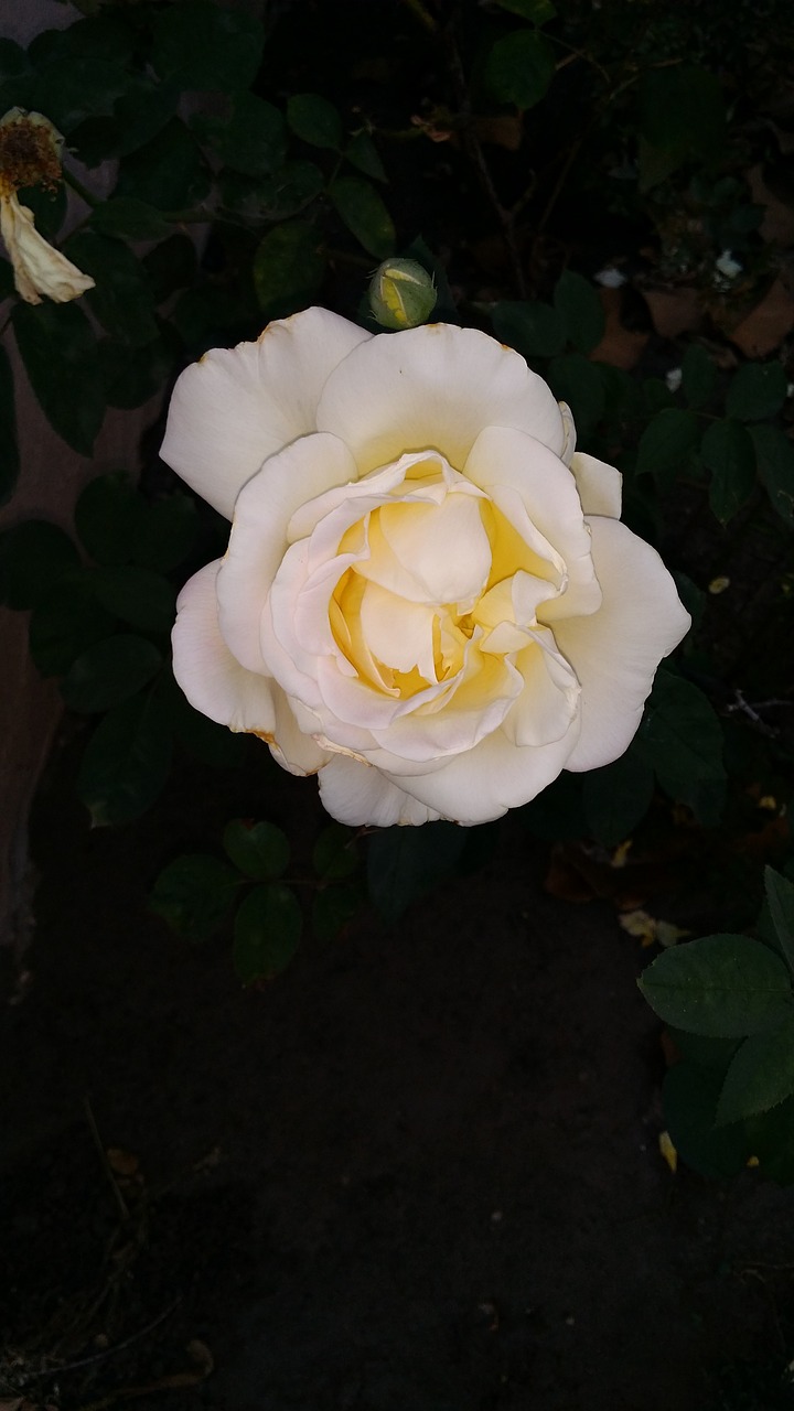 yellow rose rose nature free photo