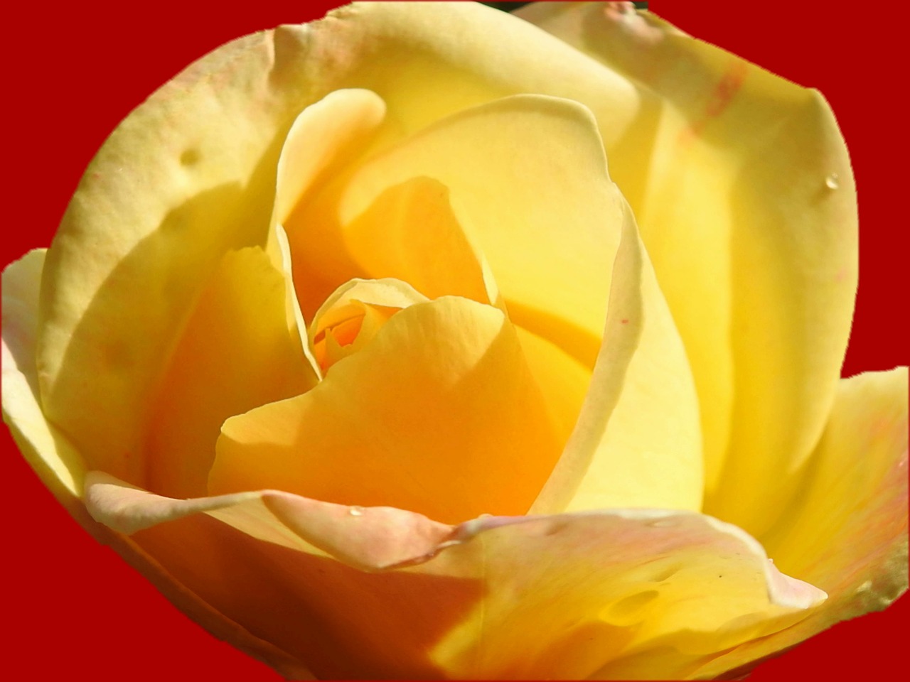 yellow rose flower petal free photo