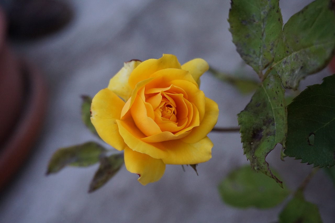 yellow rose  yellow  rosa free photo