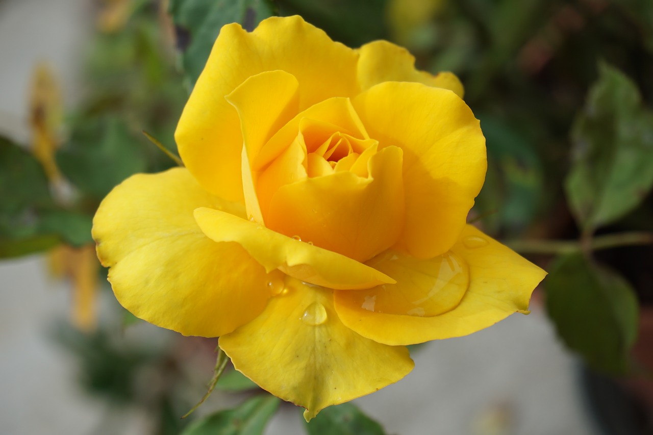 yellow rose  yellow  rosa free photo