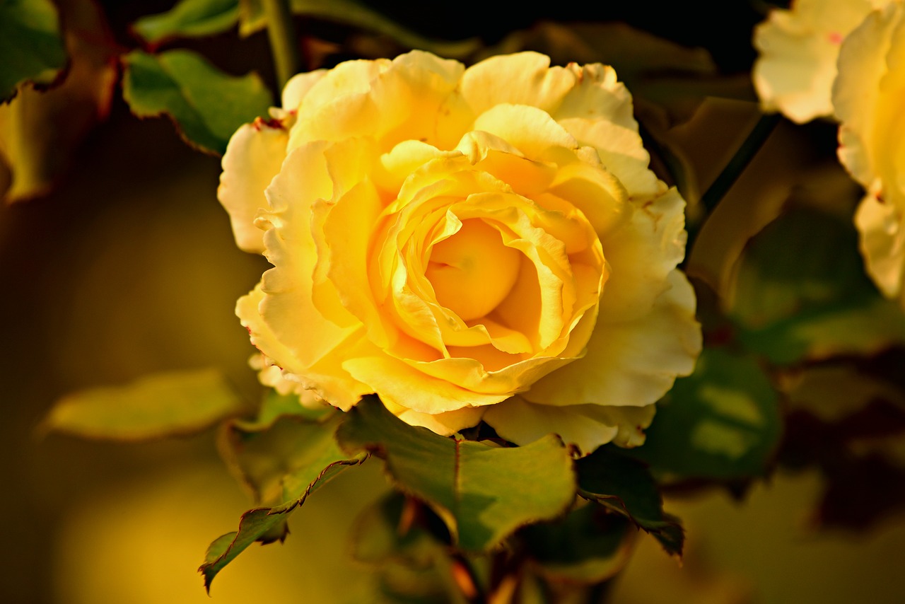 yellow rose  flower  plant free photo