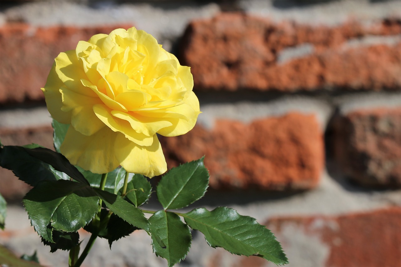 yellow rose  rosa foetida  flower free photo