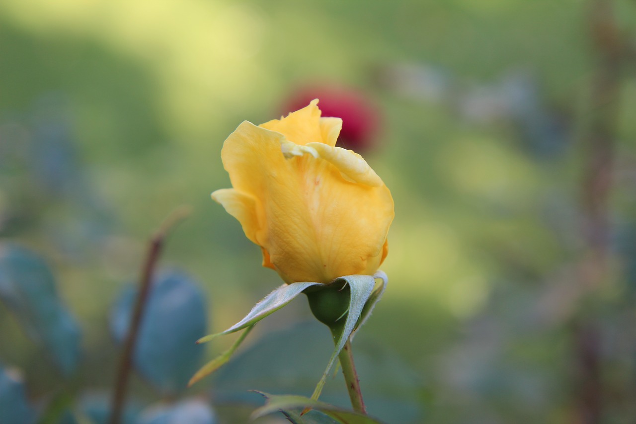 yellow rose  pink button  pink free photo