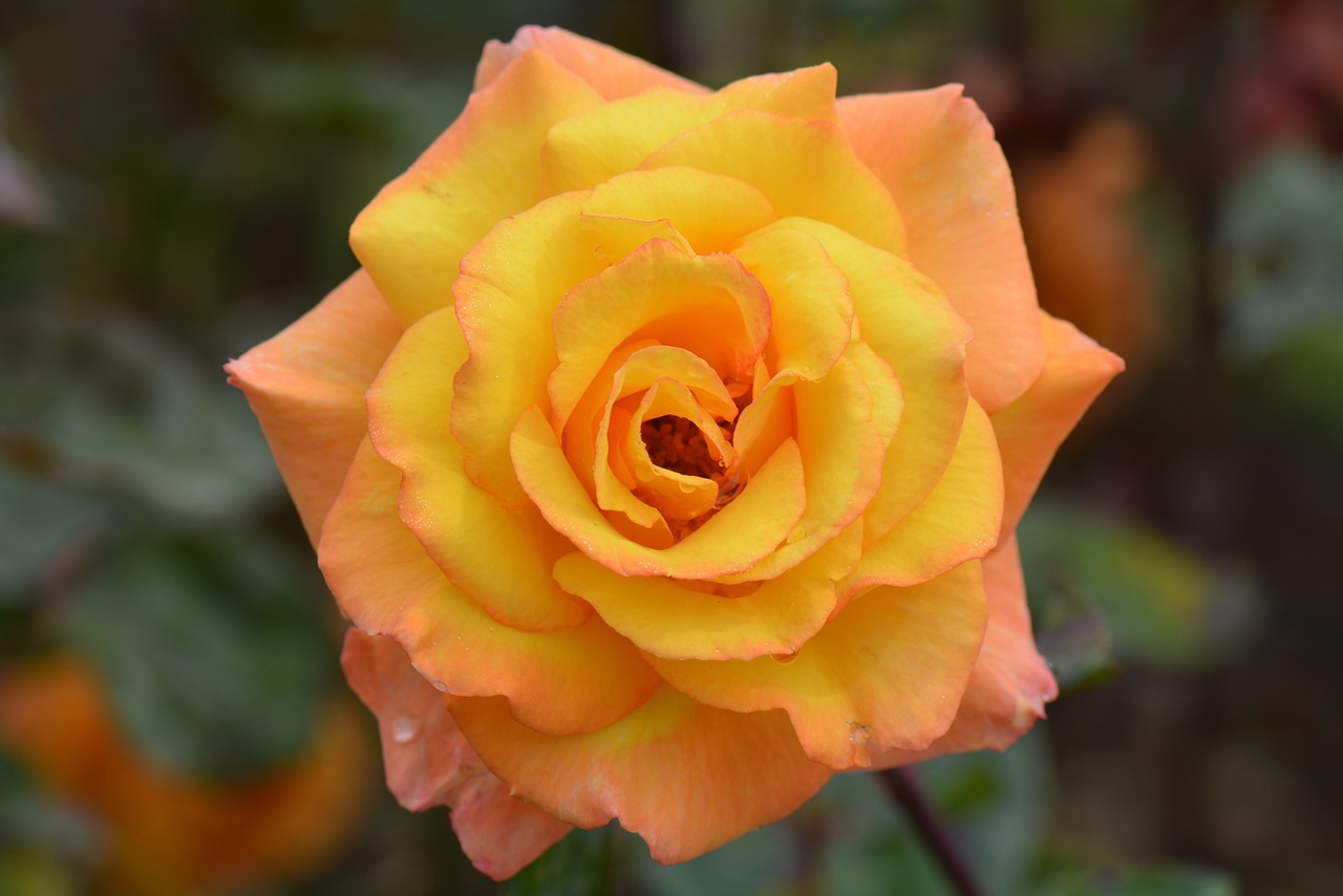 yellow rose rose flower free photo