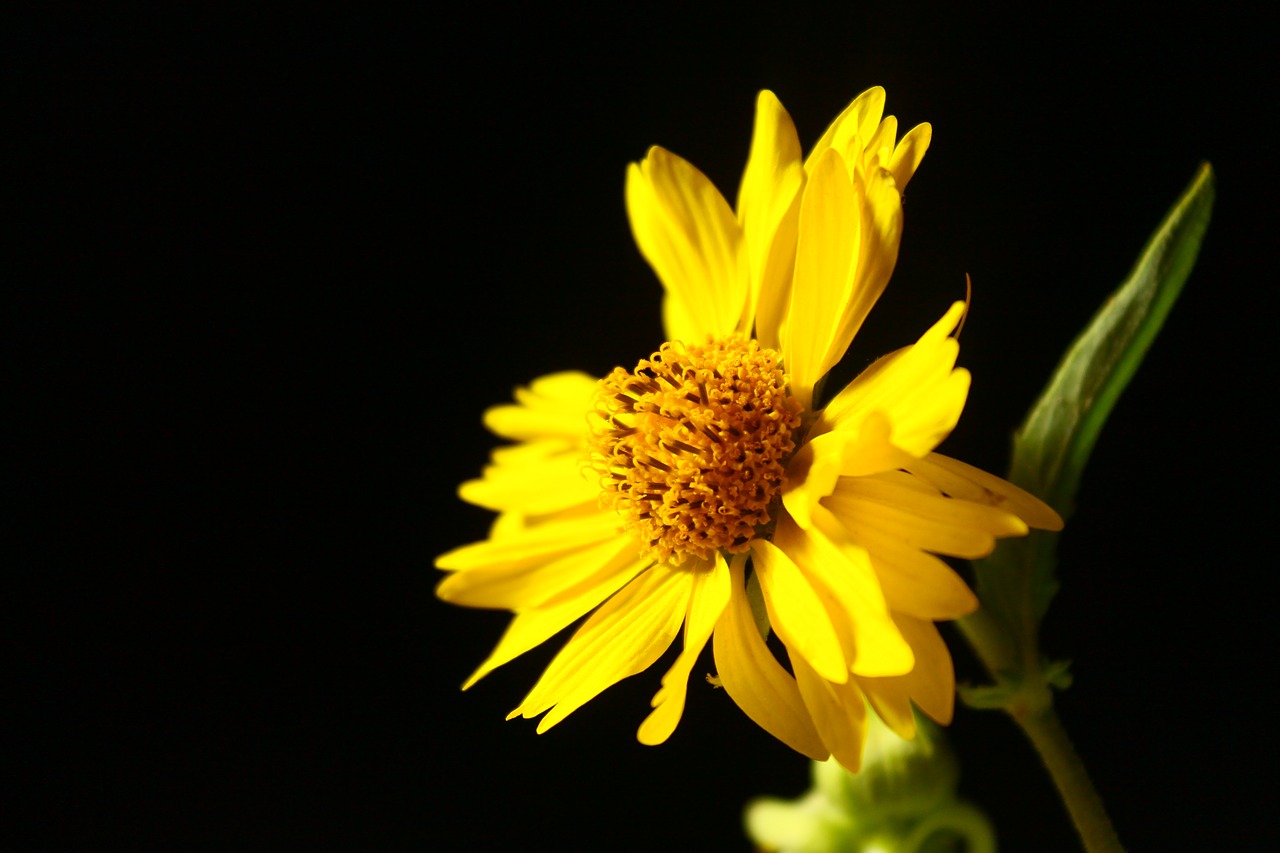 yellow rose  flower  nature free photo