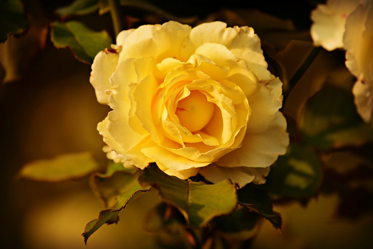 yellow rose  flower  plant free photo