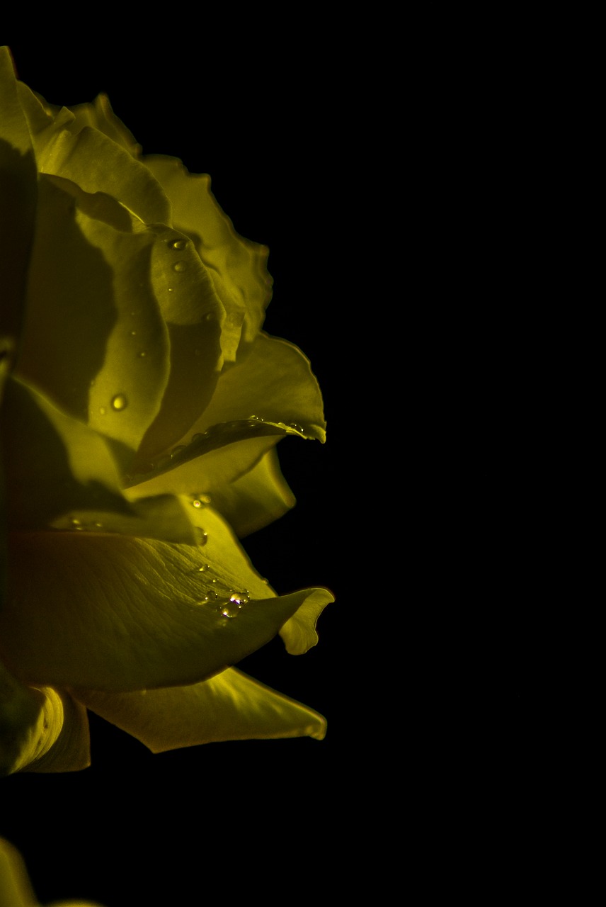 yellow rose  drop  yellow free photo