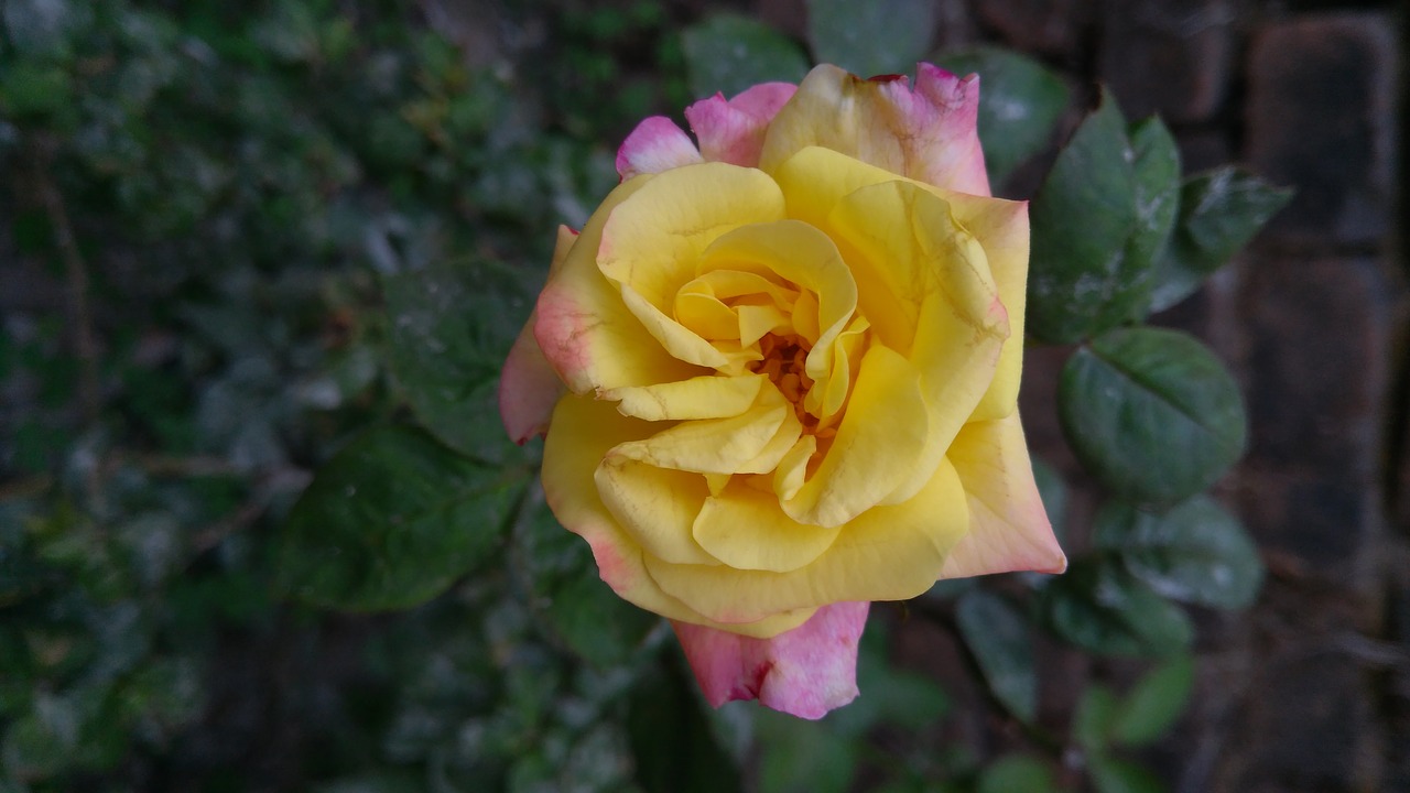 yellow rose  rose  flower free photo